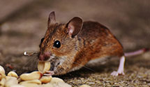 24 Hour & Emergency Exterminators in Gallatin, MO